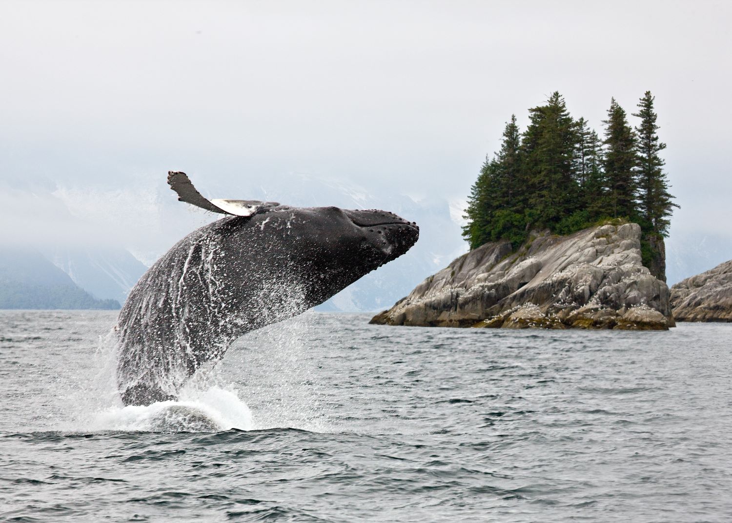 humpback whale breaching ocean surface