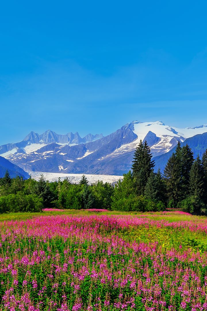 mountain backdrop behind field of wild flowers and trees 