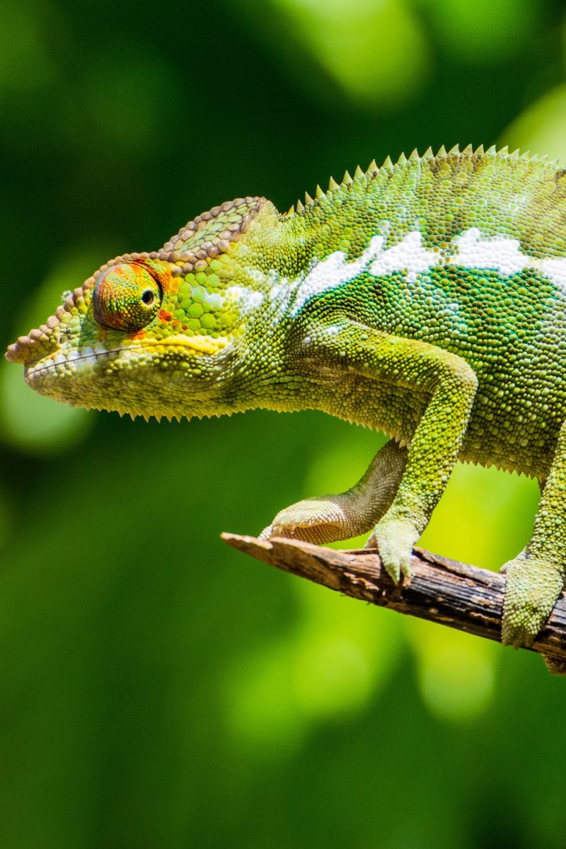 lizard on branch