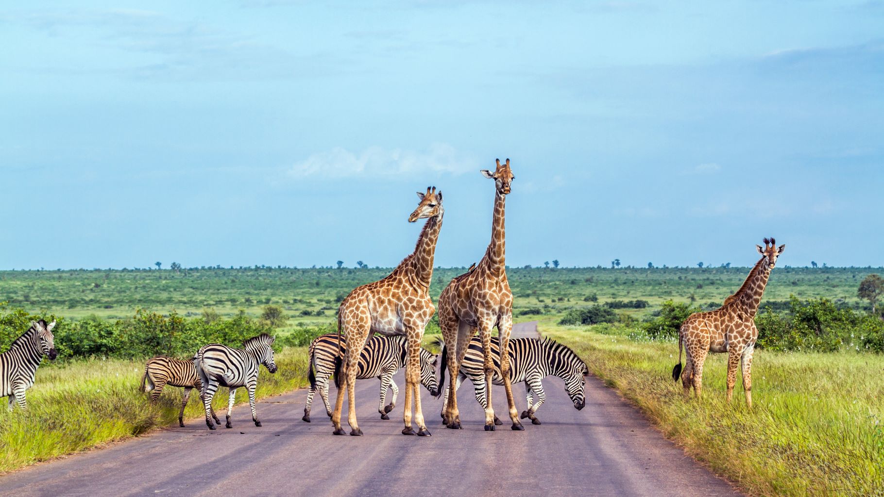 giraffe and plains zebra in Kruger national park