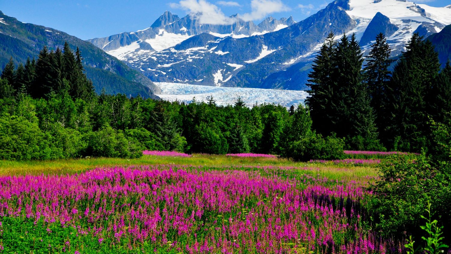 wildflower field with glaciers behind