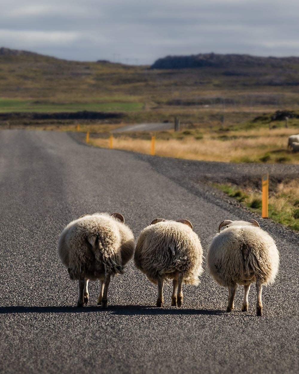 rear view of sheep on road