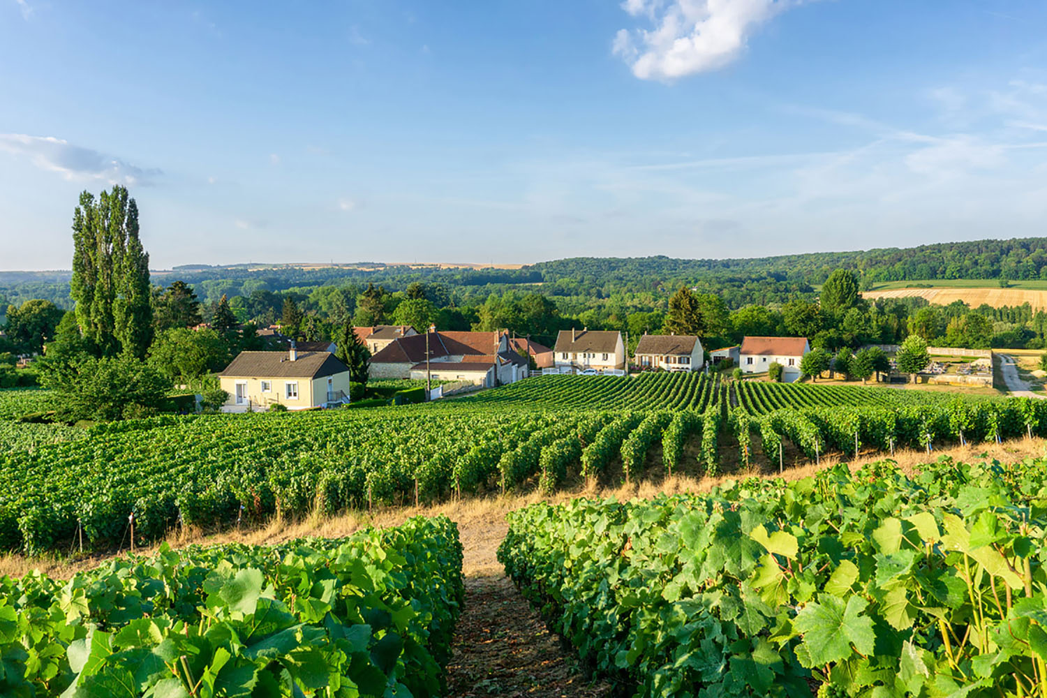 Row vine grapes in champagne vineyards in France