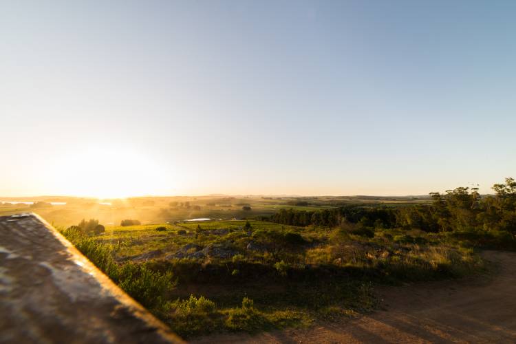 Sunset over Uruguay Vineyard