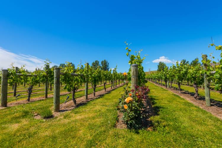 New Zealand's wine country is located in Napier near Hawke's Bay