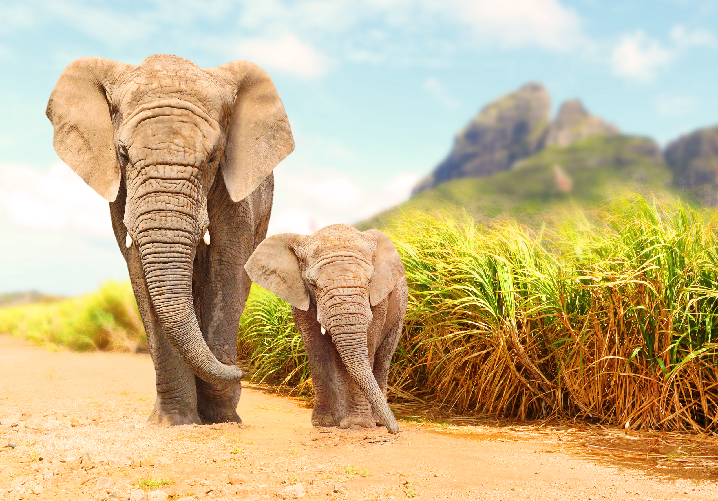 African Bush Elephants 