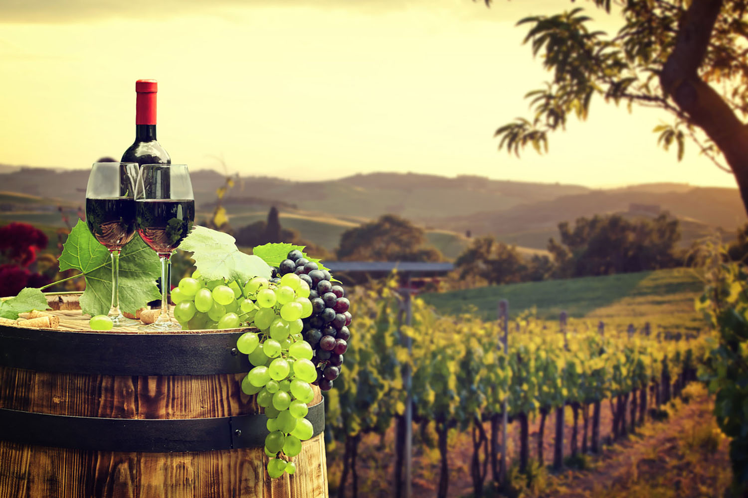 Italy is one of the best travel destinations out there for wine lovers.