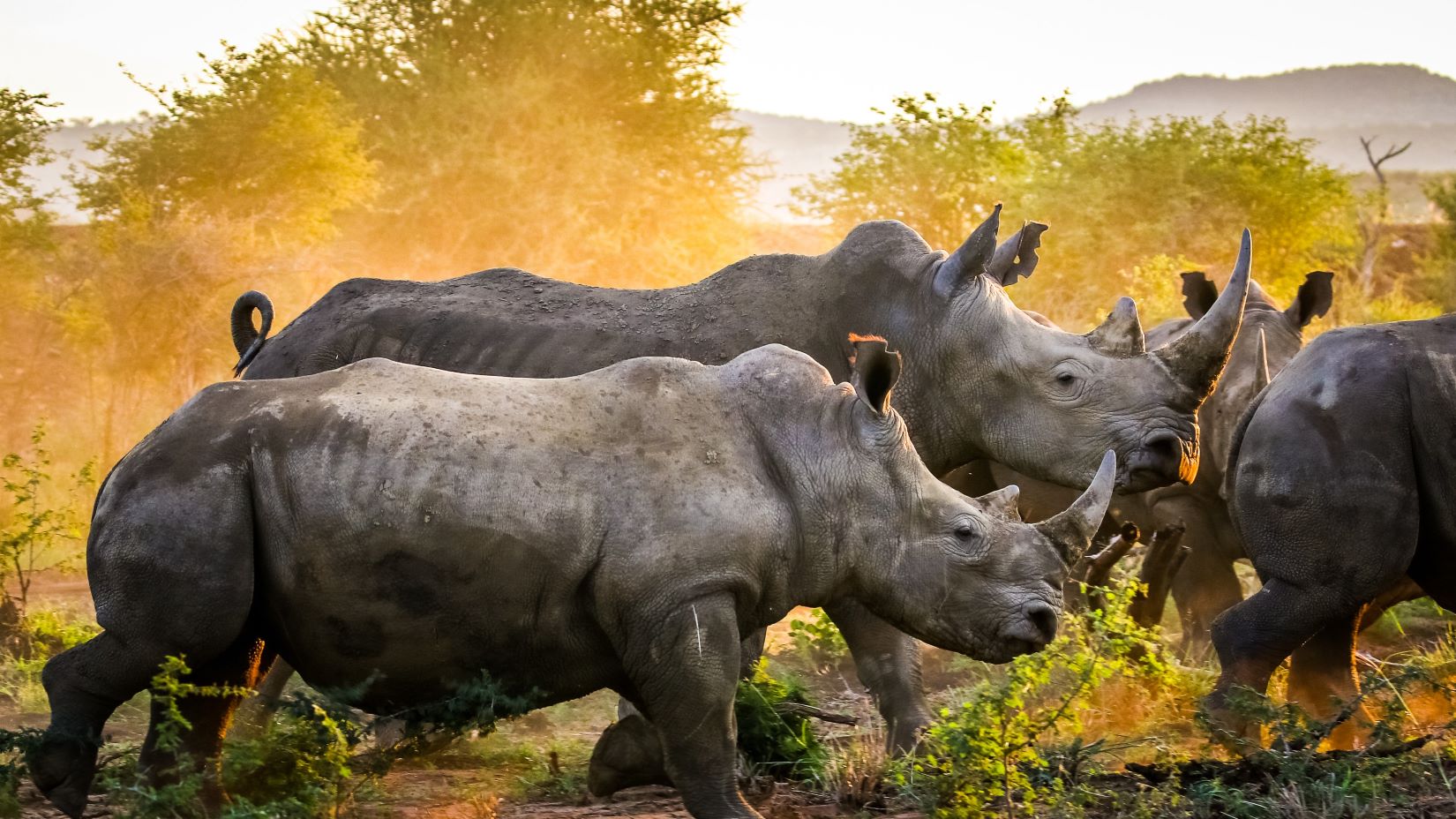 rhino herd in dust at sunrise